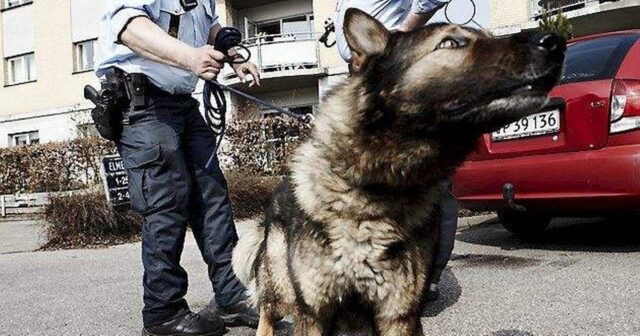 politihund-sender-heroin-handlere-bag-tremmer-i-mange-ar