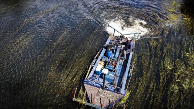 nu-sker-det:-groden-skaeres-i-gudenaen-|-midtjyllands-avis