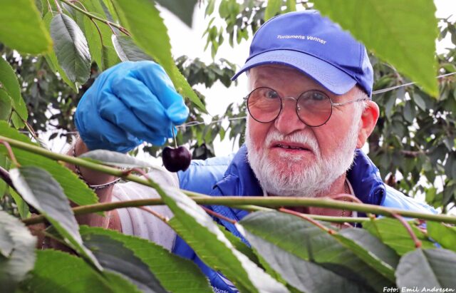 se-billederne-fra-arets-kirsebaerplukning-pa-nybro-frugtplantage